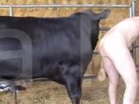 Bull animal anal sex with gay
